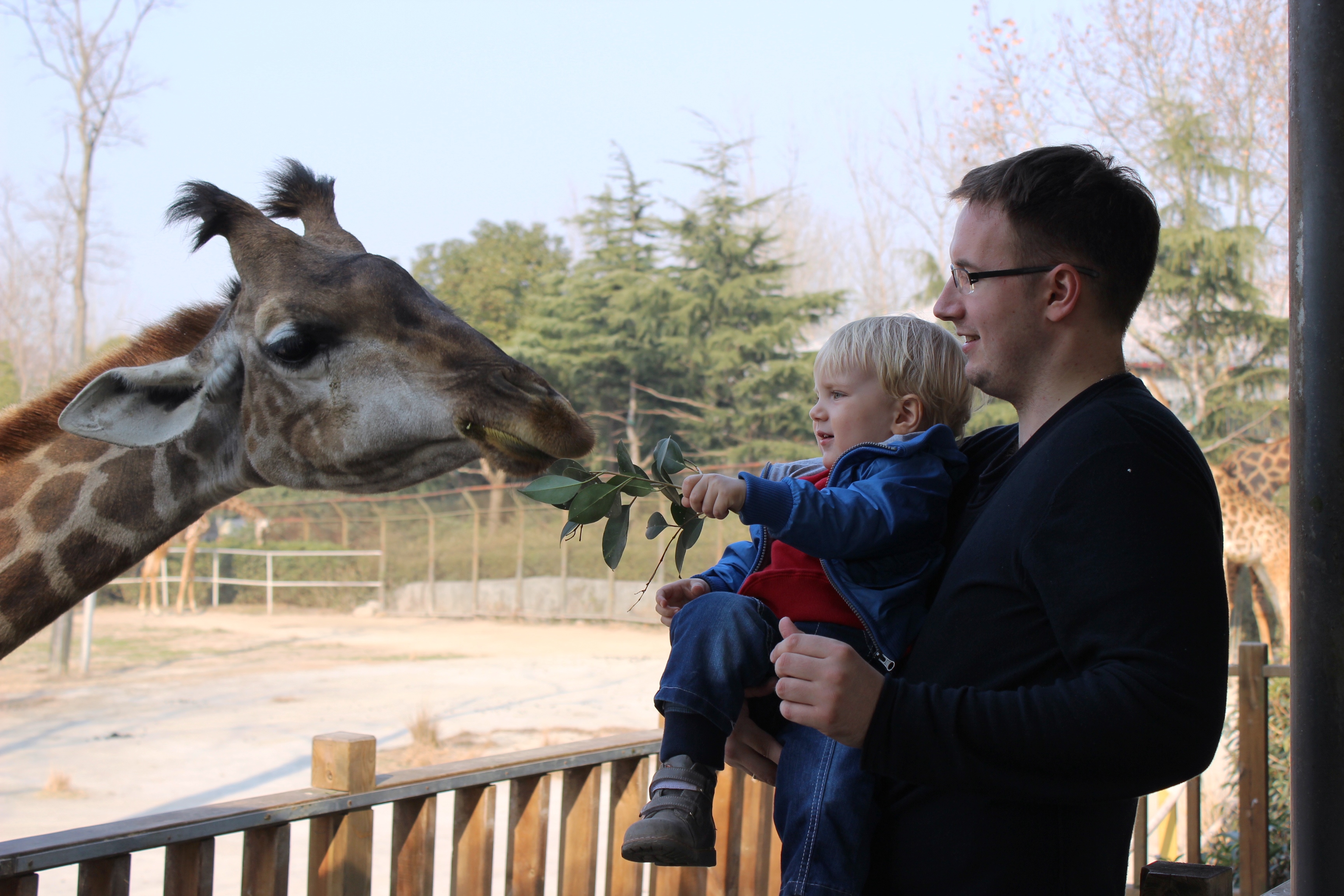 giraffe 1